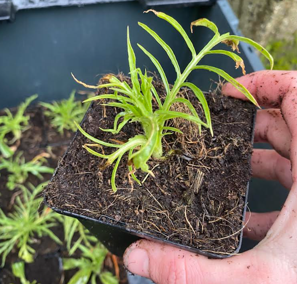 Scabiosa caucasica 'Alba' - Scabieuse du Caucase blanche