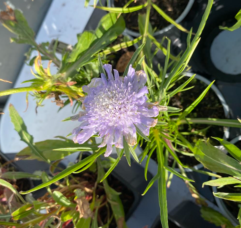 Scabiosa caucasica 'Perfecta' - Scabieuse du Caucase 'Perfecta'