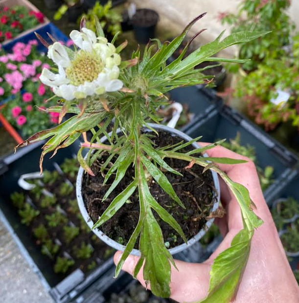 Scabiosa caucasica 'Perfecta' - Scabieuse du Caucase 'Perfecta'