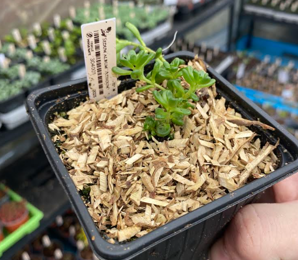 Sedum album 'Athoum' - Sedum