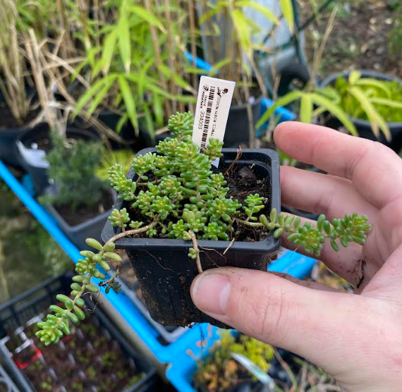 Sedum album 'Coral Carpet' - Sedum
