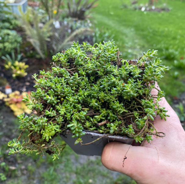 Sedum album 'Coral Carpet' - Sedum