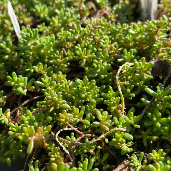 Sedum album 'Coral Carpet' - Sedum