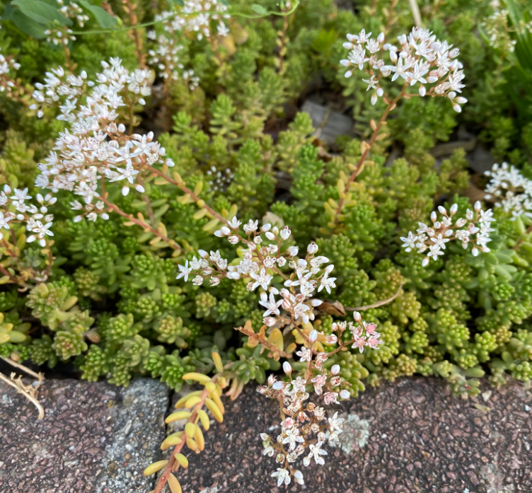 Sedum album 'Coral Carpet' - Sedum