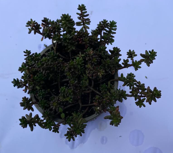 Sedum album 'Purpureum' - Sedum