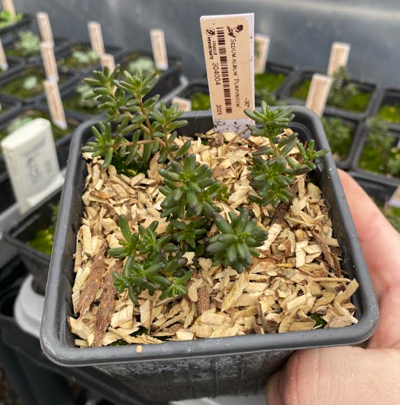 Sedum album 'Purpureum' - Sedum