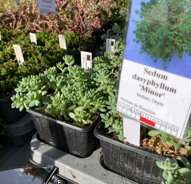 Sedum dasyphyllum 'Minor' - Sedum