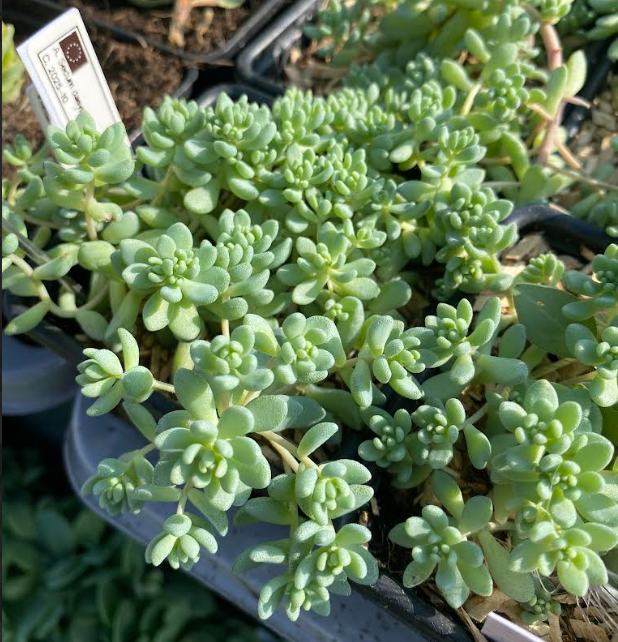 Sedum dasyphyllum 'Minor' - Sedum