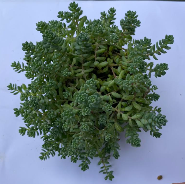 Sedum dasyphyllum 'Minor' - Sedum