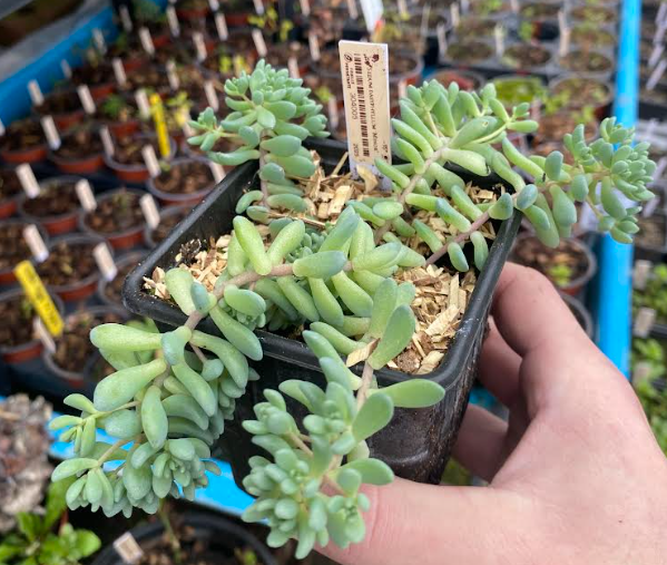 Sedum dasyphyllum 'Minor' - Sedum
