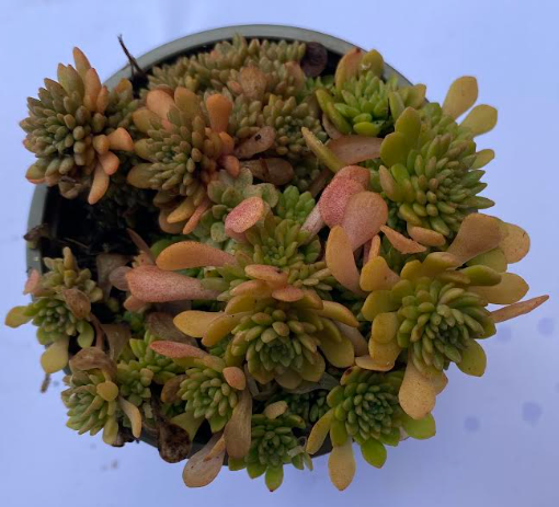 Sedum glaucophyllum - Sedum