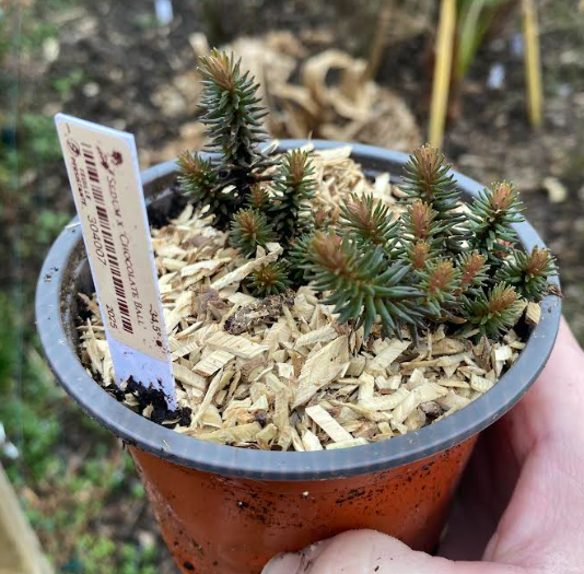 Sedum x 'Chocolate Ball' - Sedum