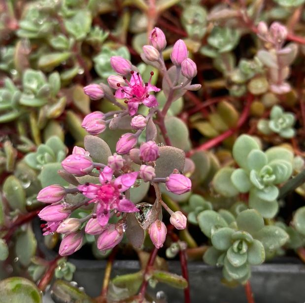 Hylotelephium cauticola 'Lidakense' - Sedum