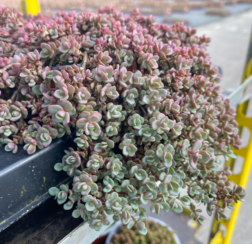 Hylotelephium cauticola 'Lidakense' - Sedum