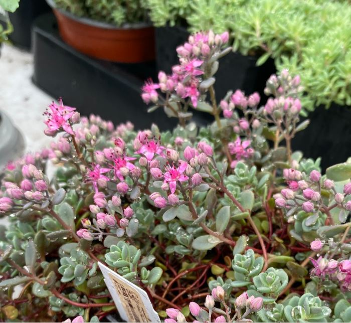 Hylotelephium cauticola 'Lidakense' - Sedum