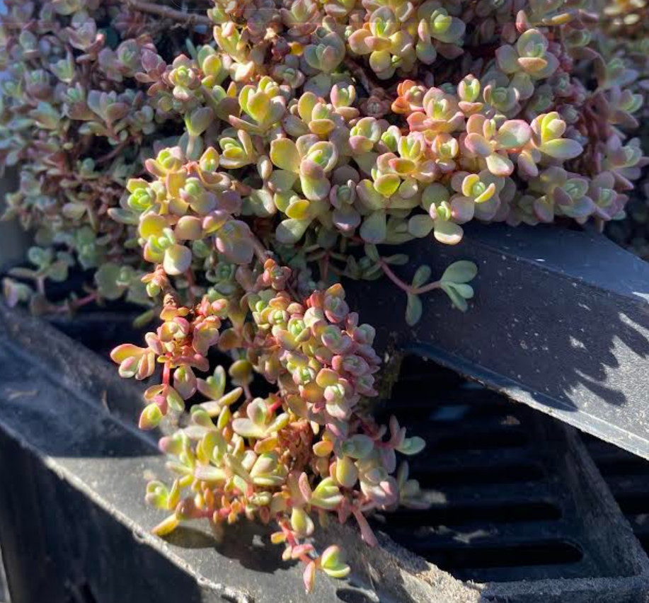 Hylotelephium cauticola 'Lidakense' - Sedum