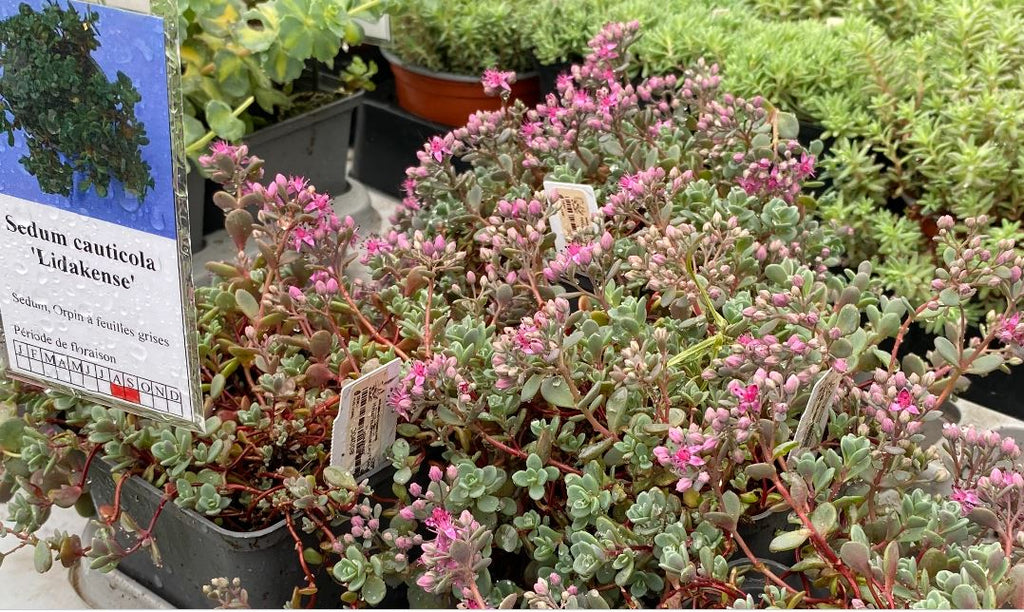 Hylotelephium cauticola 'Lidakense' - Sedum