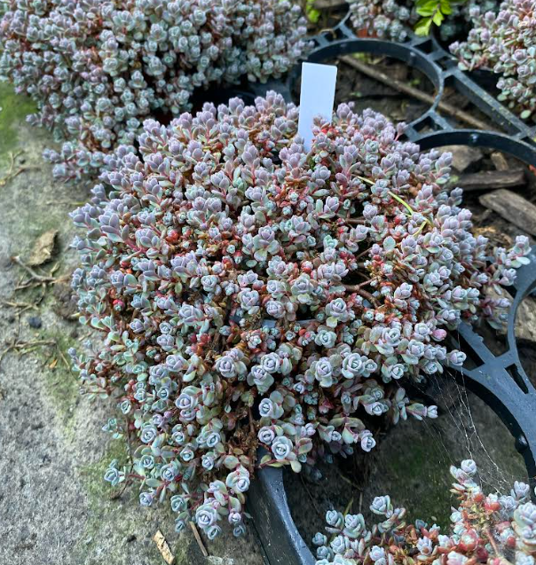 Hylotelephium cauticola 'Lidakense' - Sedum