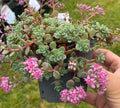 Hylotelephium cauticola 'Lidakense' - Sedum