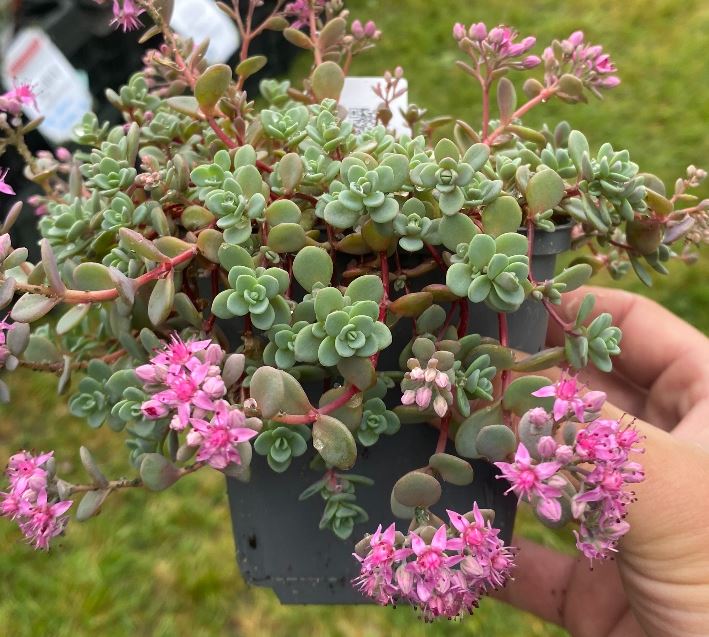 Hylotelephium cauticola 'Lidakense' - Sedum