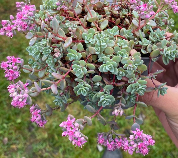 Hylotelephium cauticola 'Lidakense' - Sedum