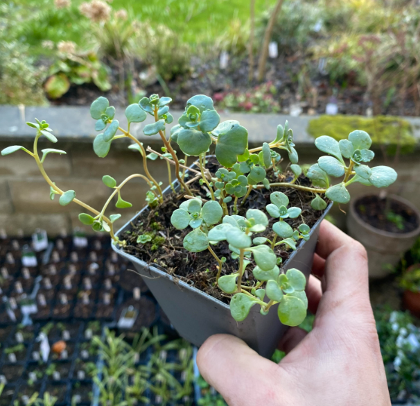Hylotelephium cauticola 'Lidakense' - Sedum