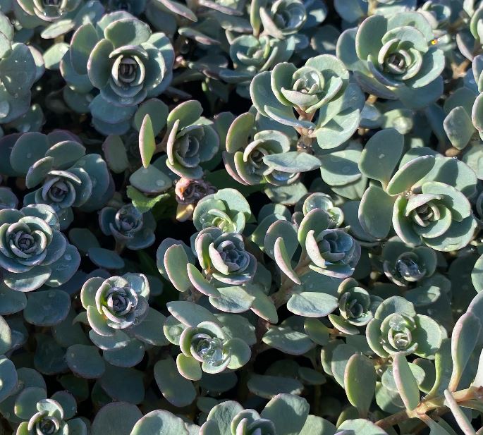 Hylotelephium cauticola 'Robustum'