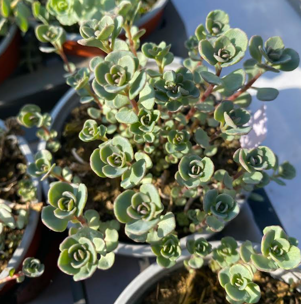 Hylotelephium cauticola 'Robustum'
