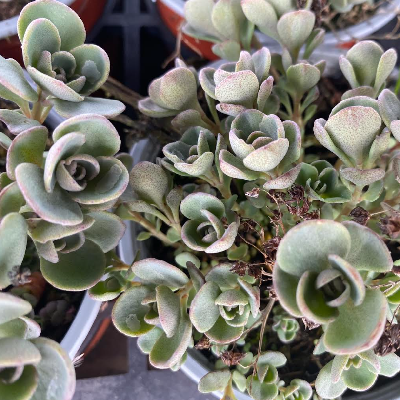 Hylotelephium cauticola 'Robustum'