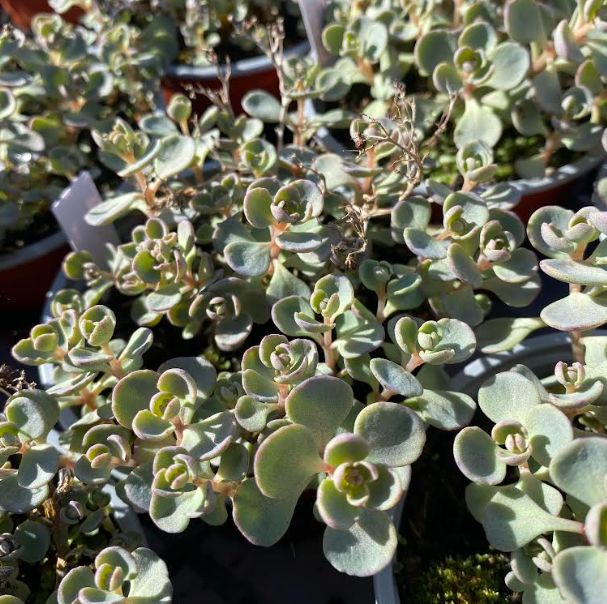 Hylotelephium cauticola 'Robustum'