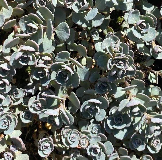 Hylotelephium cauticola 'Robustum'