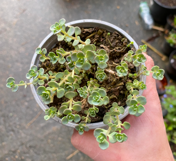 Hylotelephium cauticola 'Robustum'