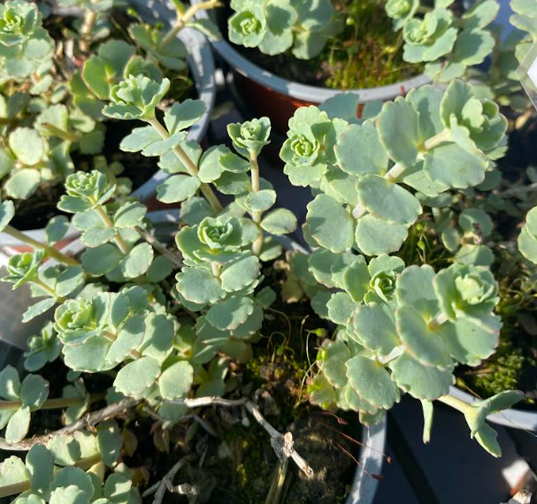 Hylotelephium sieboldii - Sedum