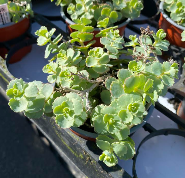 Hylotelephium sieboldii - Sedum