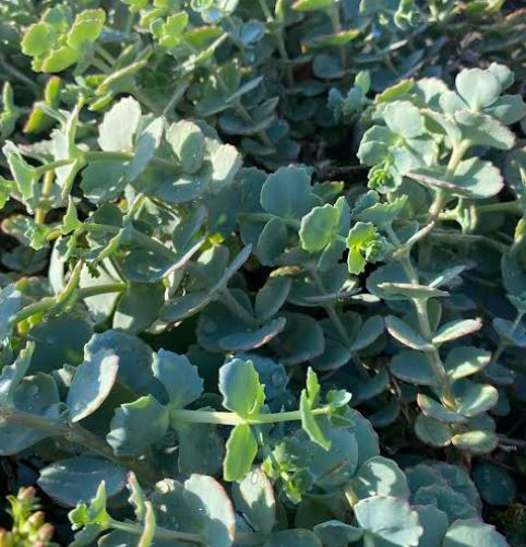 Hylotelephium sieboldii - Sedum
