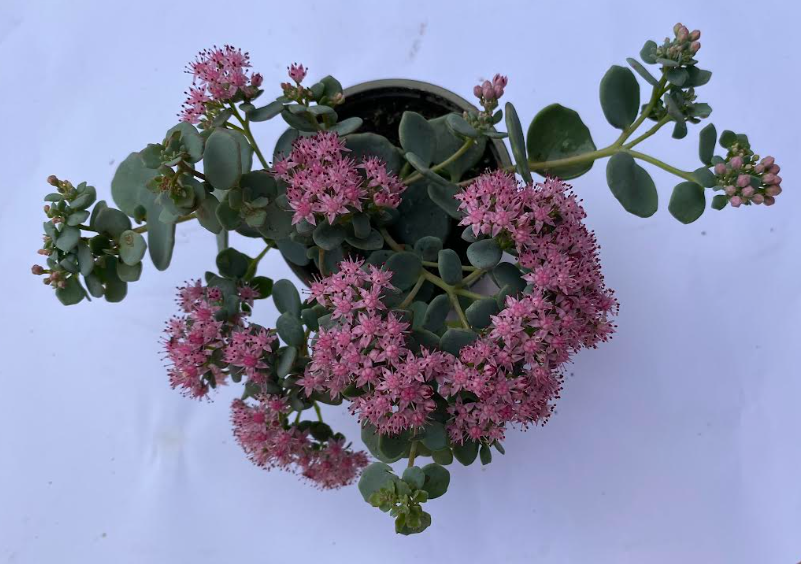 Hylotelephium sieboldii - Sedum