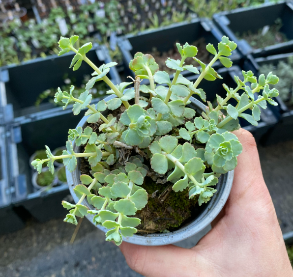 Hylotelephium sieboldii - Sedum