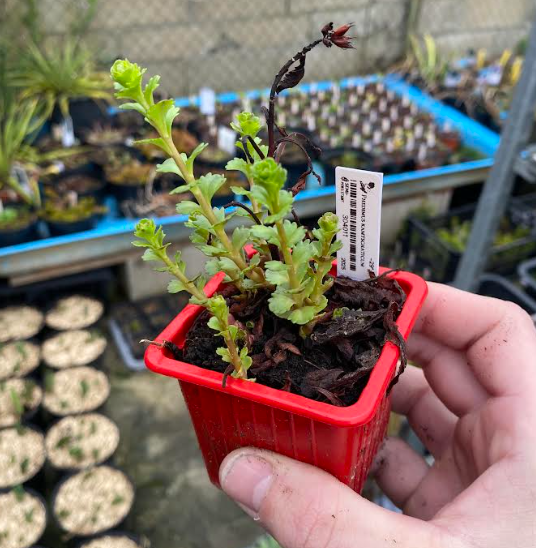 Sedum kamtschaticum - Sedum