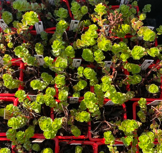 Sedum kamtschaticum - Sedum