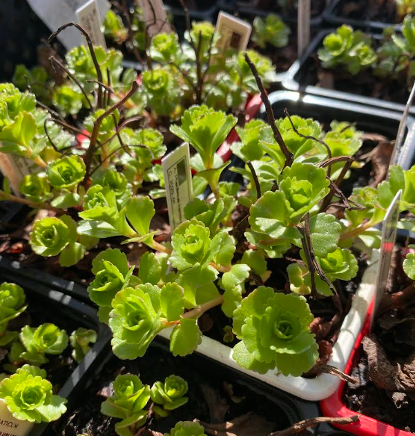 Sedum kamtschaticum - Sedum