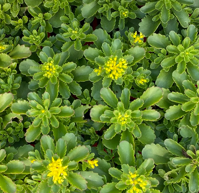 Sedum kamtschaticum - Sedum