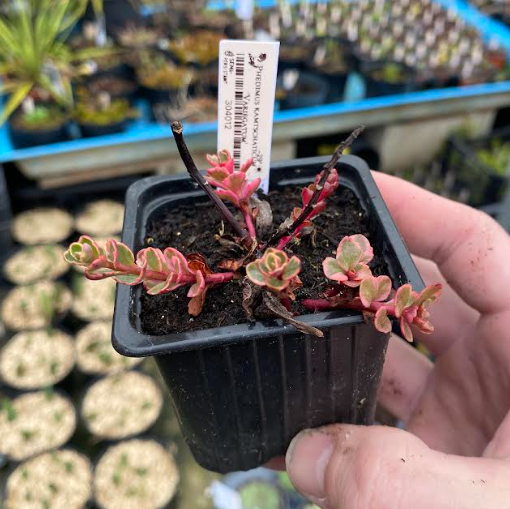 Sedum kamtschaticum 'Variegatum' - Sedum