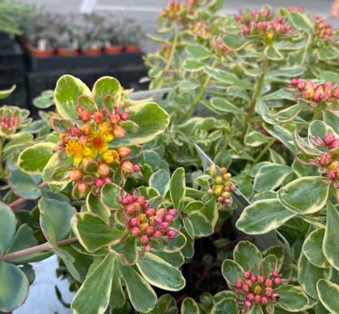 Sedum kamtschaticum 'Variegatum' - Sedum