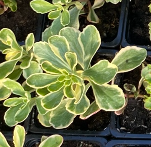Sedum kamtschaticum 'Variegatum' - Sedum