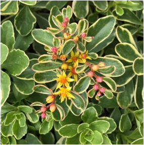 Sedum kamtschaticum 'Variegatum' - Sedum