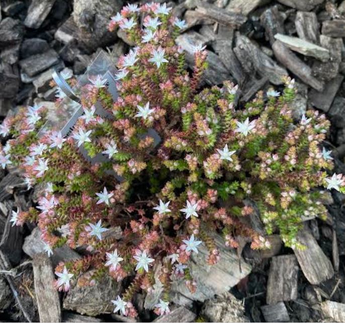 Sedum moranense - Sedum