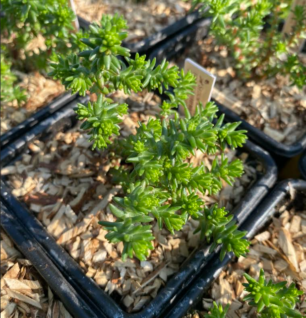 Sedum moranense - Sedum