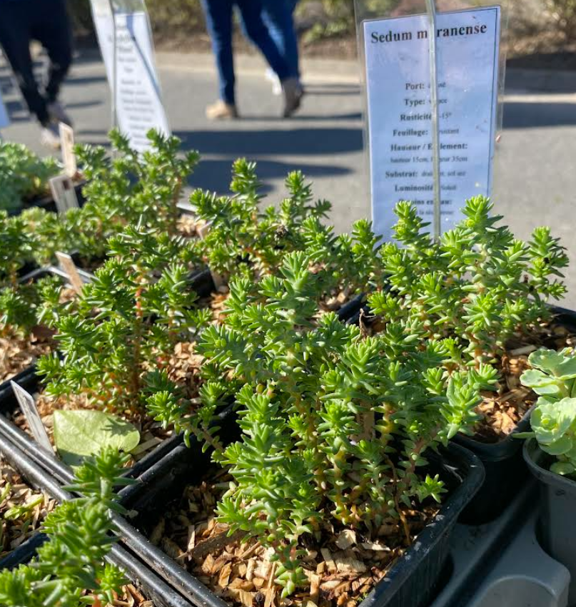 Sedum moranense - Sedum