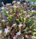 Sedum moranense - Sedum