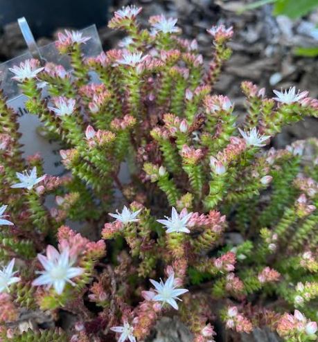 Sedum moranense - Sedum